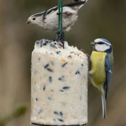 National Trust Seed Peanut Cake (500 Ml) -Bird Supply Store 10020 2 1