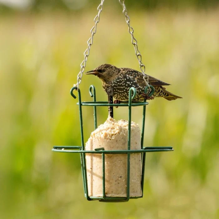 Peanut Cake Tube Hi-Protein for Starling (1 Litre) Peanut Cake Tube Hi-Protein For Starling (1 Litre) -Bird Supply Store 10043