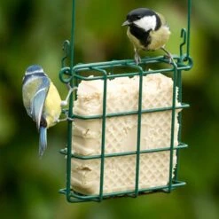 Peanut Cake Square With Mealworms -Bird Supply Store 10078 3