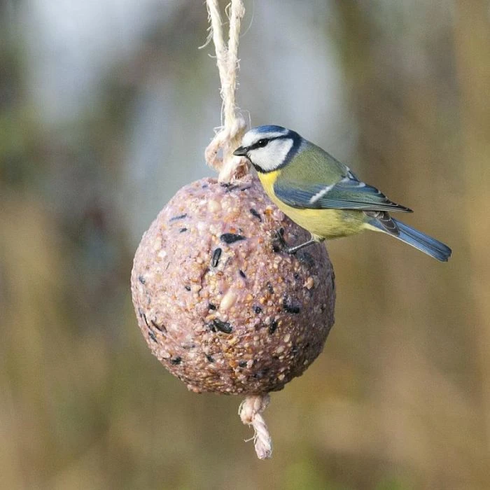 Giant Fat Ball on a Rope - Berries Giant Fat Ball On A Rope - Berries -Bird Supply Store 10098 1 2