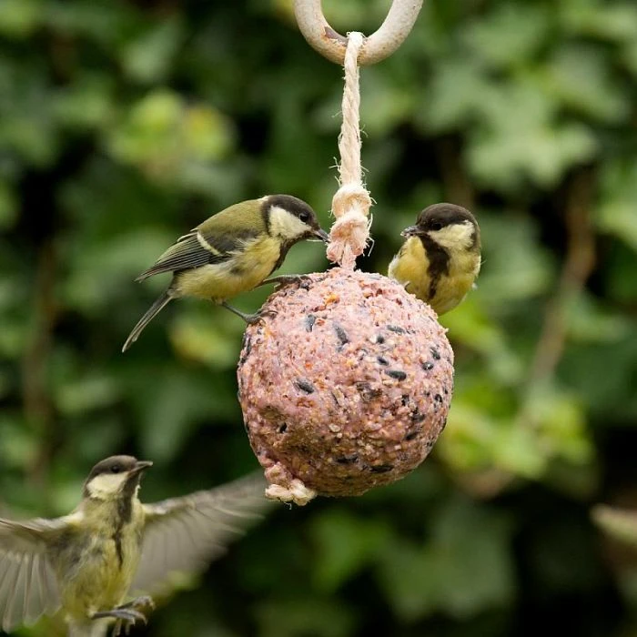 Giant Fat Ball on a Rope - Berries Giant Fat Ball On A Rope - Berries -Bird Supply Store 10098 2 1 2