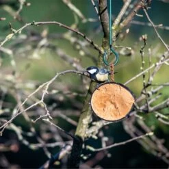 Half Coconut With Protein Rich Peanut Butter -Bird Supply Store 115360119 half coconut sw low res 4437