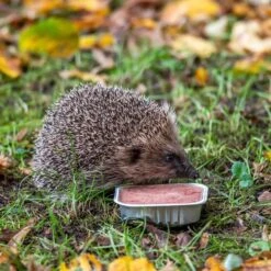 Organic Pate For Hedgehogs (100g)