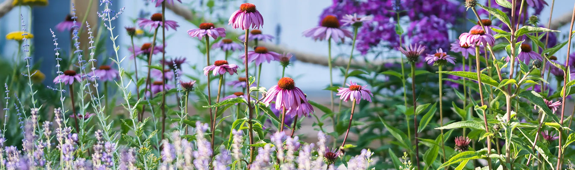 Bird Supply Store -Bird Supply Store 2