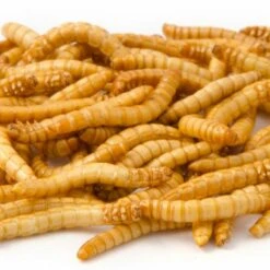 Freeze-Dried Mealworms (100g) - Bird Food -Bird Supply Store 28033 1