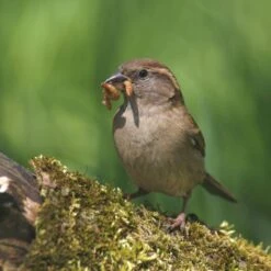 Dried Mealworms - Bird Food -Bird Supply Store 28090 2
