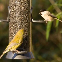 Black Sunflower Seeds - Bird Food 3 Black Sunflower Seeds - Bird Food -Bird Supply Store 33023 23005