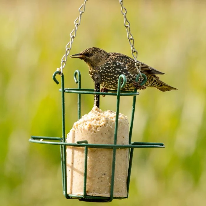 Metal Peanut Cake Feeder Metal Peanut Cake Feeder -Bird Supply Store 35000 10043 energiekuchen halter energiekuchen stare 1