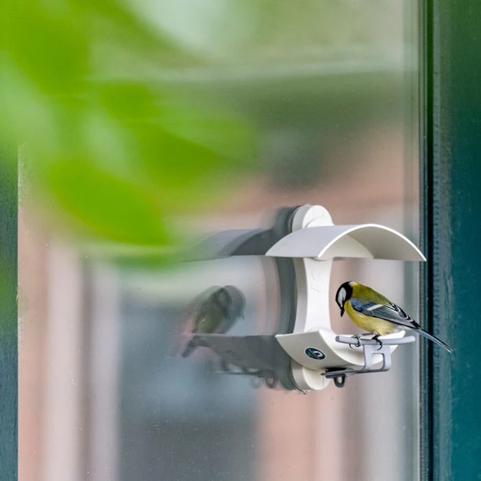 National Trust Acorn Window Feeder National Trust Acorn Window Feeder -Bird Supply Store 351790121 jvg 1148 1