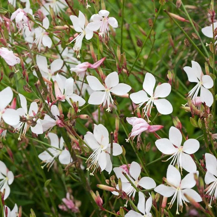 Gaura lindheimeri 'Whirling Butterflies' (4 x 11cm pots) Gaura Lindheimeri 'Whirling Butterflies' (4 X 11cm Pots) -Bird Supply Store 67044 1 1