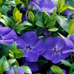 Dwarf Periwinkle 'Vinca Minor' (8 X 9cm Pots)
