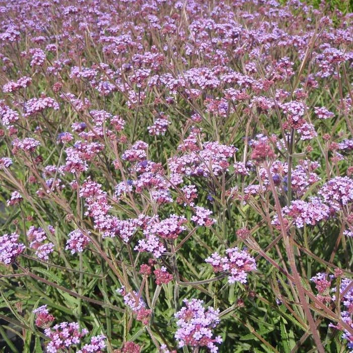 Iron Hard 'Lollipop Verbena Bonariensis' (4 x 11cm pots) Iron Hard 'Lollipop Verbena Bonariensis' (4 X 11cm Pots) -Bird Supply Store 671780120 verbena bonariensis lollipop 01 1