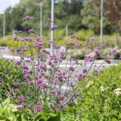 Iron Hard 'Lollipop Verbena Bonariensis' (4 X 11cm Pots) 2 Iron Hard 'Lollipop Verbena Bonariensis' (4 X 11cm Pots) -Bird Supply Store 671780120 verbena bonariensis lollipop 03 1