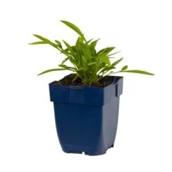 Coreopsis Grandiflora Sonnekind (4 X 11cm Pots) -Bird Supply Store 671790120 coreopsis grand sonnenkind studio 1