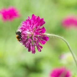 Red Scabious 'Knautia Macedonica' (8 X 9cm Pots) 2 Red Scabious 'Knautia Macedonica' (8 X 9cm Pots) -Bird Supply Store 80028 3 1