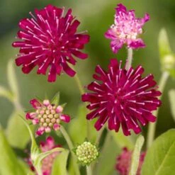 Red Scabious 'Knautia Macedonica' (8 X 9cm Pots) 3 Red Scabious 'Knautia Macedonica' (8 X 9cm Pots) -Bird Supply Store 80028 4 1