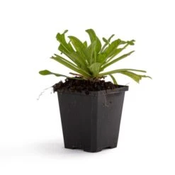 Red Scabious 'Knautia Macedonica' (8 X 9cm Pots) 4 Red Scabious 'Knautia Macedonica' (8 X 9cm Pots) -Bird Supply Store 800280120 rode beemdkroon dv 5917 1 1