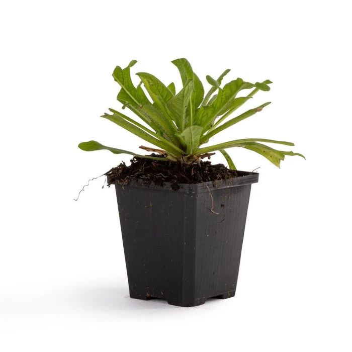 Red Scabious 'Knautia Macedonica' (8 x 9cm pots) Red Scabious 'Knautia Macedonica' (8 X 9cm Pots) -Bird Supply Store 800280120 rode beemdkroon dv 5917 1 1