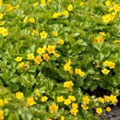 Barren Strawberry 'Waldsteinia Ternata' (8 X 9cm Pots) -Bird Supply Store 80035 2 1