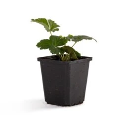 Barren Strawberry 'Waldsteinia Ternata' (8 X 9cm Pots) -Bird Supply Store 800350120 waldsteinia dv 5924 1 1 1