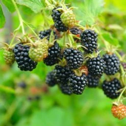 Blackberry Rubus 'Black Satin' (11cm Pot)