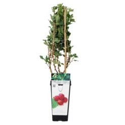 Ribes Red Gooseberry 'Hinnonmaki Red' (11cm Pot) 2 Ribes Red Gooseberry 'Hinnonmaki Red' (11cm Pot) -Bird Supply Store 800580120 ribes uc hinnonmaki red