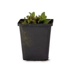 Wild Sage Salvia Nemorosa 'Ostfriesland' (8 X 9cm Pots) 3 Wild Sage Salvia Nemorosa 'Ostfriesland' (8 X 9cm Pots) -Bird Supply Store 800683