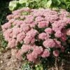 Autumn Joy 'Sedum Hybride Herbstfreude' (8 X 9cm Pots)