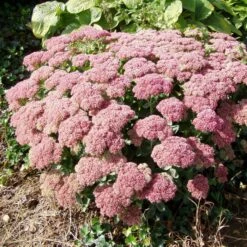 Autumn Joy 'Sedum Hybride Herbstfreude' (8 X 9cm Pots)