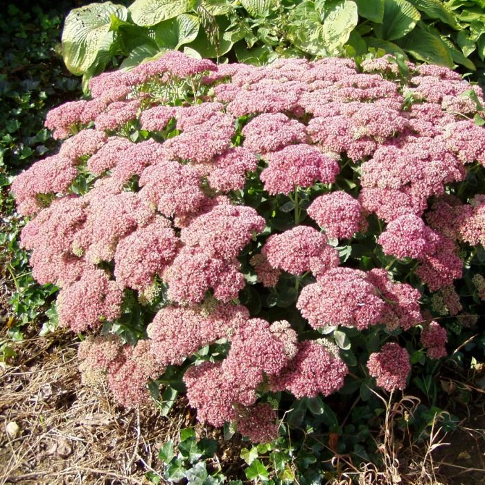 Autumn Joy 'Sedum Hybride Herbstfreude' (8 x 9cm pots) Autumn Joy 'Sedum Hybride Herbstfreude' (8 X 9cm Pots) -Bird Supply Store 80069 1 1