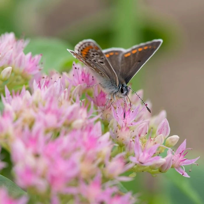 Sedum Spectabile 'Brillant' (8 x 9cm pots) Sedum Spectabile 'Brillant' (8 X 9cm Pots) -Bird Supply Store 80069 95281 1 3