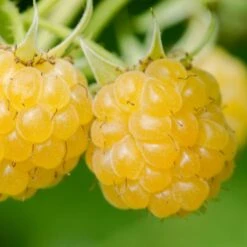 Fruit Garden 4 Fruit Garden -Bird Supply Store 80116 2 1