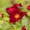 Bee Perfect Rose 'Bijenweelde®' Red - (5x Bare Root)