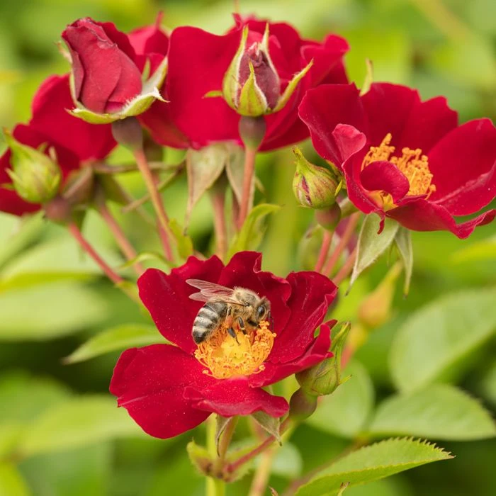 Bee Perfect Rose 'Bijenweelde®' Red (2L pot) Bee Perfect Rose 'Bijenweelde®' Red (2L Pot) -Bird Supply Store 80153 4 1