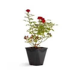 Bee Perfect Rose 'Bijenweelde®' Red (2L Pot)
