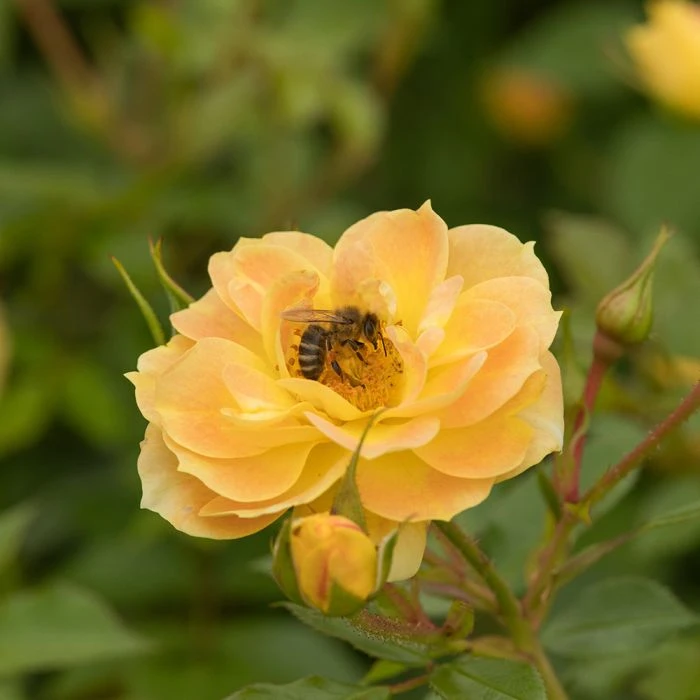 Bee Perfect Rose 'Bijenweelde®' Yellow (2L pot) Bee Perfect Rose 'Bijenweelde®' Yellow (2L Pot) -Bird Supply Store 80155 4 1