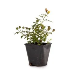 Bee Perfect Rose 'Bijenweelde®' Yellow (2L Pot)