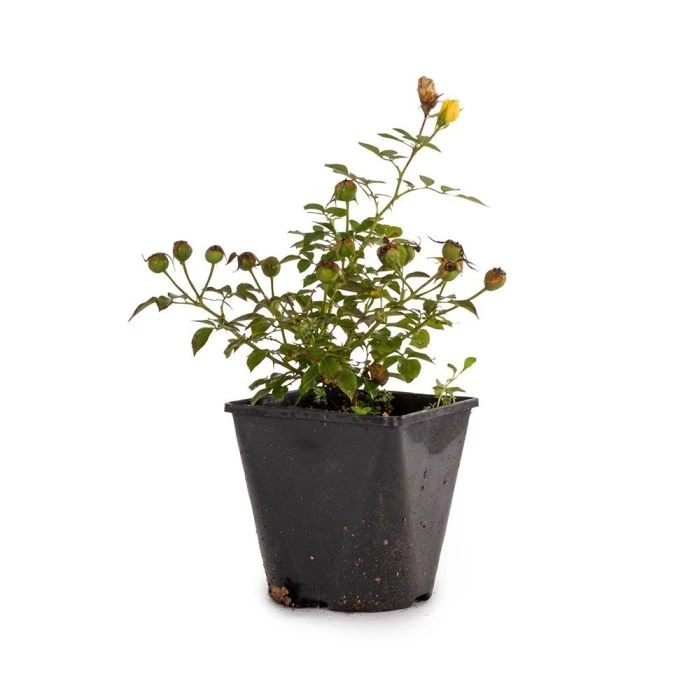 Bee Perfect Rose 'Bijenweelde®' Yellow (2L pot) Bee Perfect Rose 'Bijenweelde®' Yellow (2L Pot) -Bird Supply Store 801550120 bijenweelde geel dv 5932