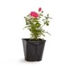 Bee Perfect Rose 'Bijenweelde®' Pink (2L Pot)