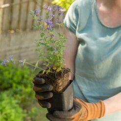 Garden Catmint 'Nepeta Faassenii' (8 X 9cm Pots) -Bird Supply Store 80163 4