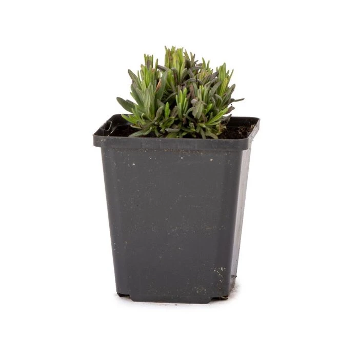 Pink Lavender 'Lavandula Angustifolia Rosea' (8 x 9cm pots) Pink Lavender 'Lavandula Angustifolia Rosea' (8 X 9cm Pots) -Bird Supply Store 801751 1