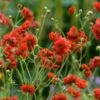 Geum 'Chiloense Mrs. Bradshaw' (8 X 9cm Pots)