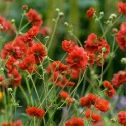 Geum 'Chiloense Mrs. Bradshaw' (8 X 9cm Pots)