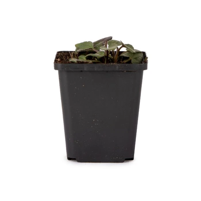 Black-Eyed Susan 'Rudbeckia Fulgida Goldsturm' (8 x 9cm pots) Black-Eyed Susan 'Rudbeckia Fulgida Goldsturm' (8 X 9cm Pots) -Bird Supply Store 802800120 rudbeckia fulgida goldsturm dv 9093 2