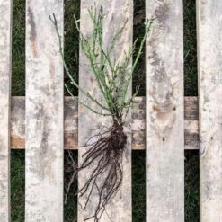 Bee Perfect Rose 'Bijenweelde®' Red - (5x Bare Root) -Bird Supply Store 803500120 jvg 2508 8