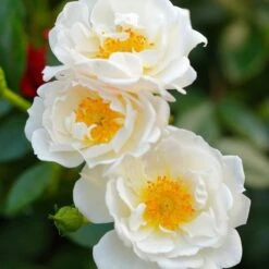 Bee Perfect Rose 'Bijenweelde®' White - (5x Bare Root)