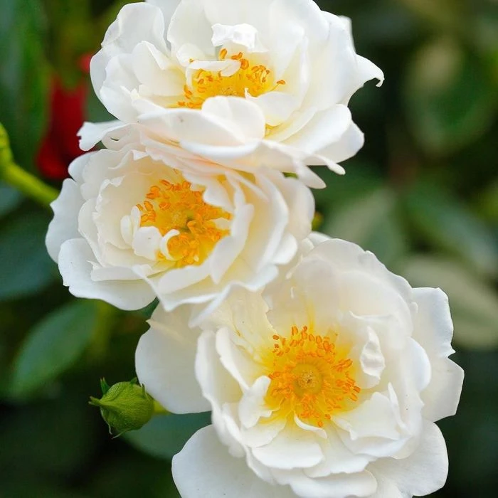 Bee Perfect Rose 'Bijenweelde®' white - (5x Bare Root) Bee Perfect Rose 'Bijenweelde®' White - (5x Bare Root) -Bird Supply Store 803550120 bienenweide we 1 1