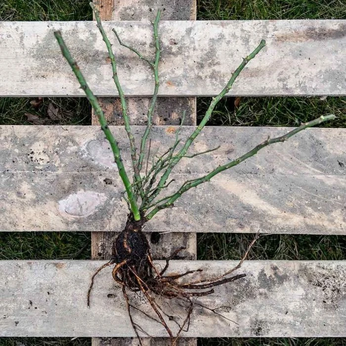 Bee Perfect Rose 'Bijenweelde®' white - (5x Bare Root) Bee Perfect Rose 'Bijenweelde®' White - (5x Bare Root) -Bird Supply Store 803550120 jvg 2564 1 1