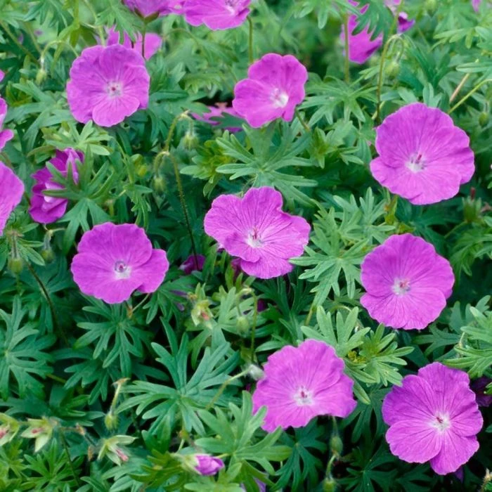 Geranium Sanguineum (4x 11cm pots) Geranium Sanguineum (4x 11cm Pots) -Bird Supply Store 804340120 moh 2632 1 1