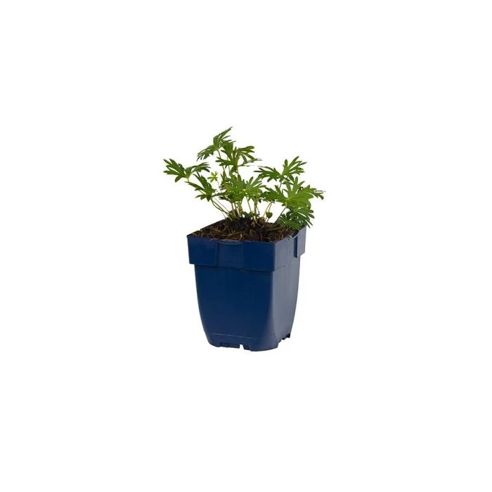 Geranium Sanguineum (4x 11cm pots) Geranium Sanguineum (4x 11cm Pots) -Bird Supply Store 804340120 pot 8712815643366 1 1